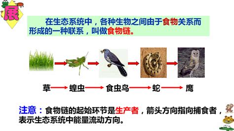 能量流失|6.1.1.4: 食物链和食物网